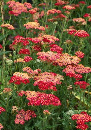 ACHILLEA millefolium Paprika